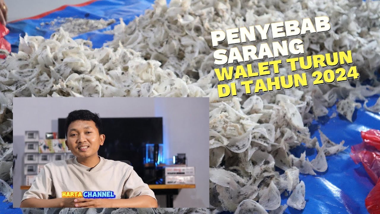 PENYEBAB SARANG WALET TURUN DI TAHUN 2024 INI