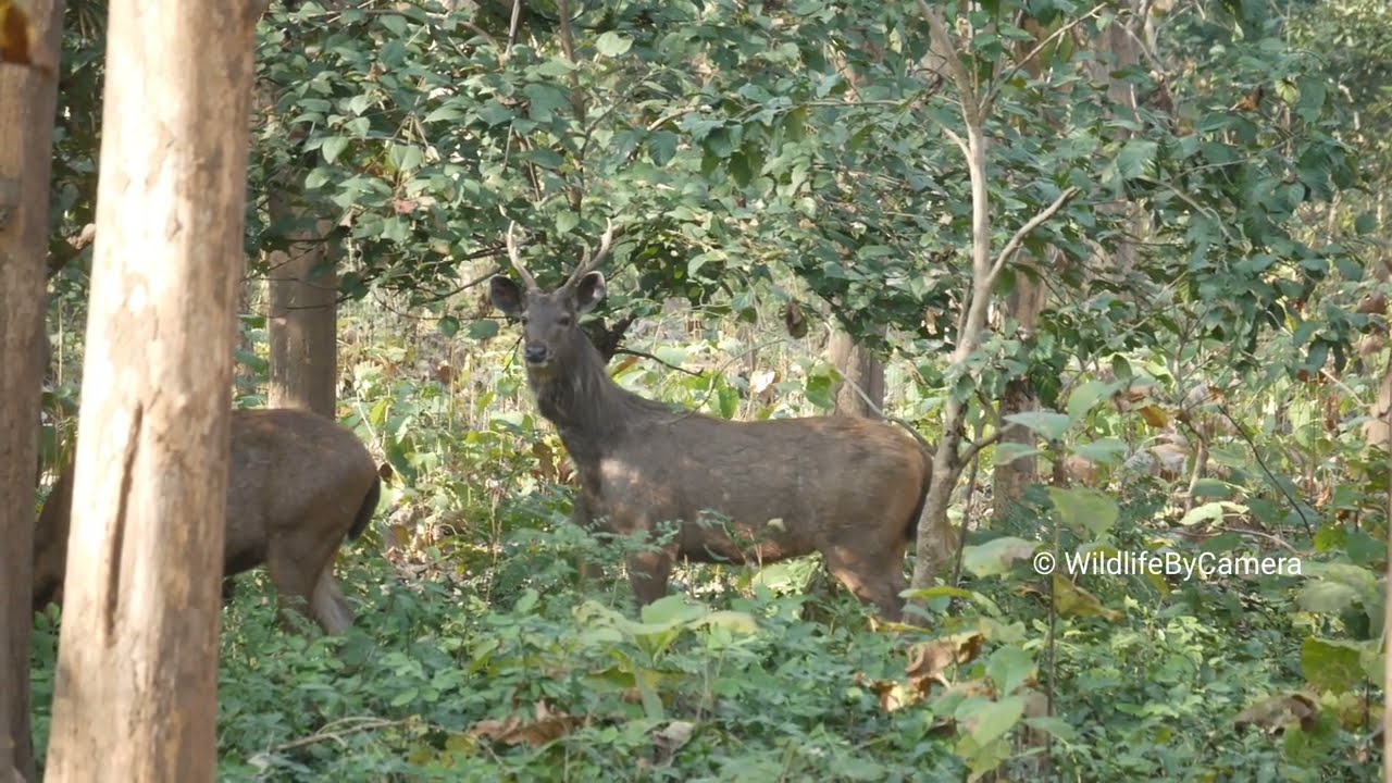 Sambar Deer | Ramnagar Jim Corbett National Park Buffer Zone Wildlife By Camera 4k Video In Hindi 