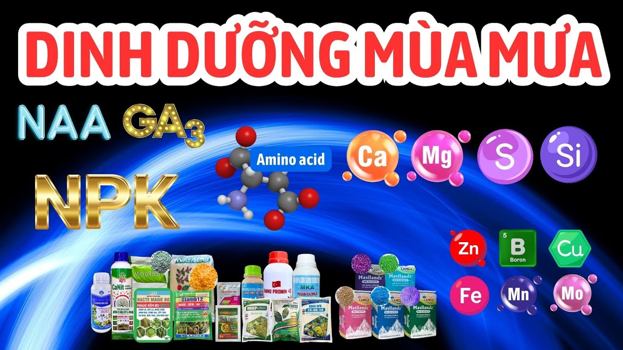 Cách sử dụng trong mùa mưa các sản phẩm chứa: Trung - vi lượng, NPK, amino acid và chất DHST
