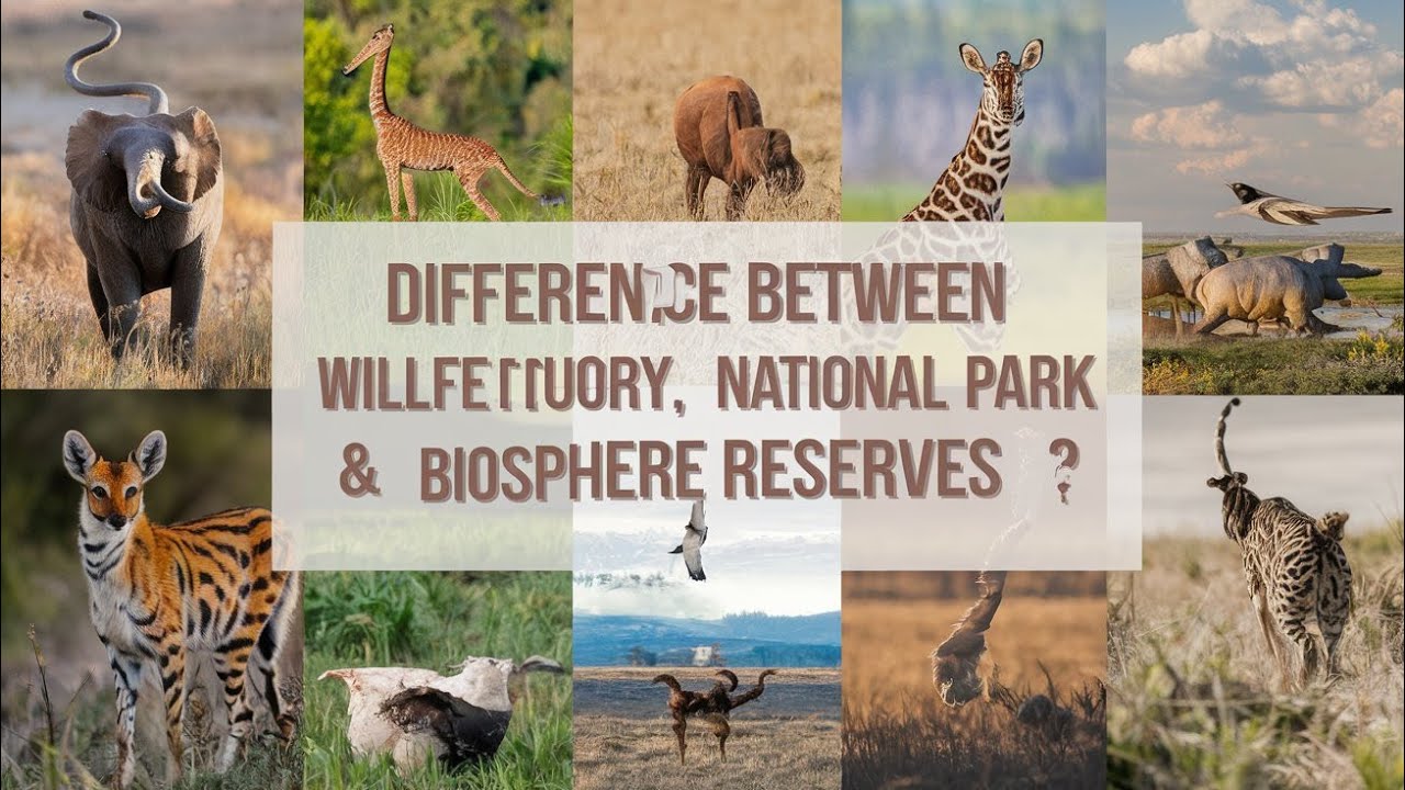 difference between wildlife sanctuary, National park and biosphere reserves