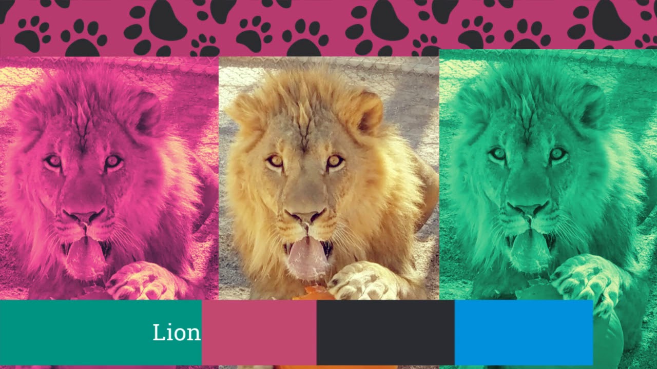 Where to see animals in Las Vegas valley