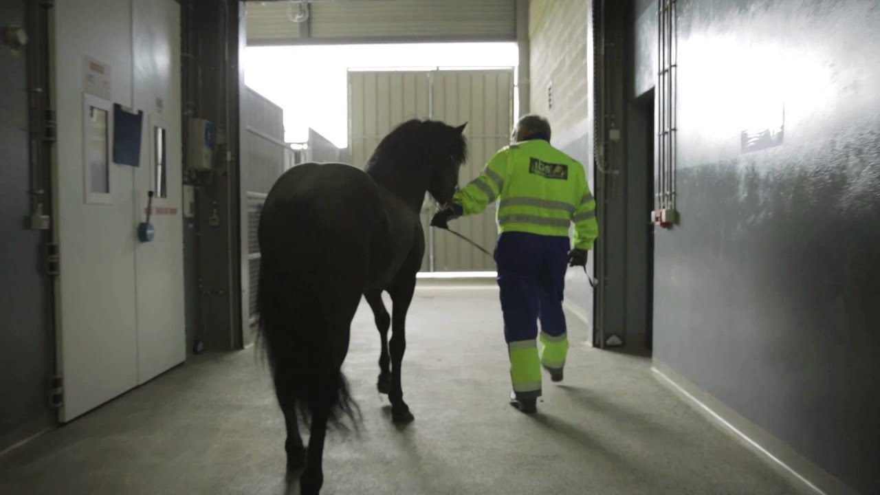Horse riding trip with Icelandair Cargo