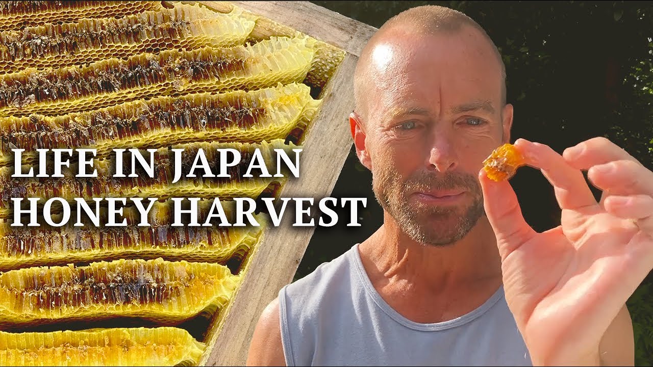 Наш первый сбор мёда в Японии 🍯 | Жизнь в японской деревне