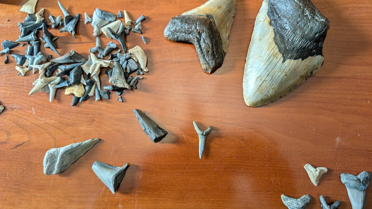 Shark Tooth Collection From the Display room