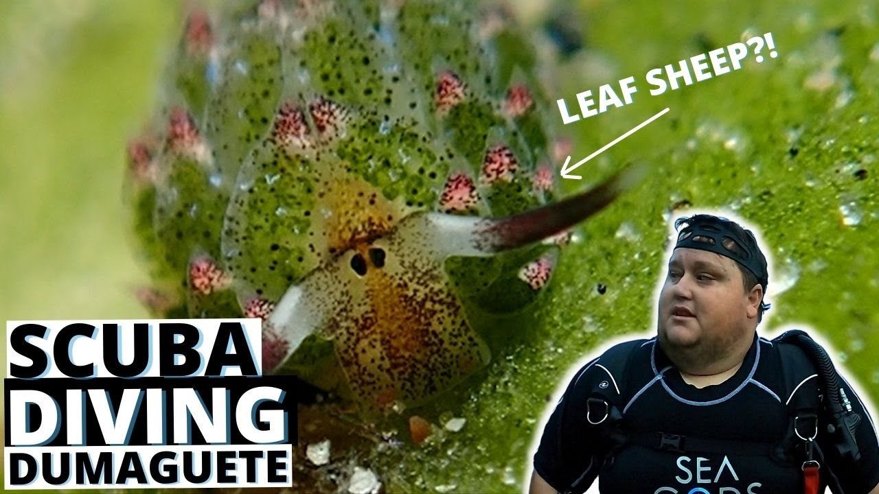 Scuba Diving Dumaguete - Where to find the Critters! (PHILIPPINES)