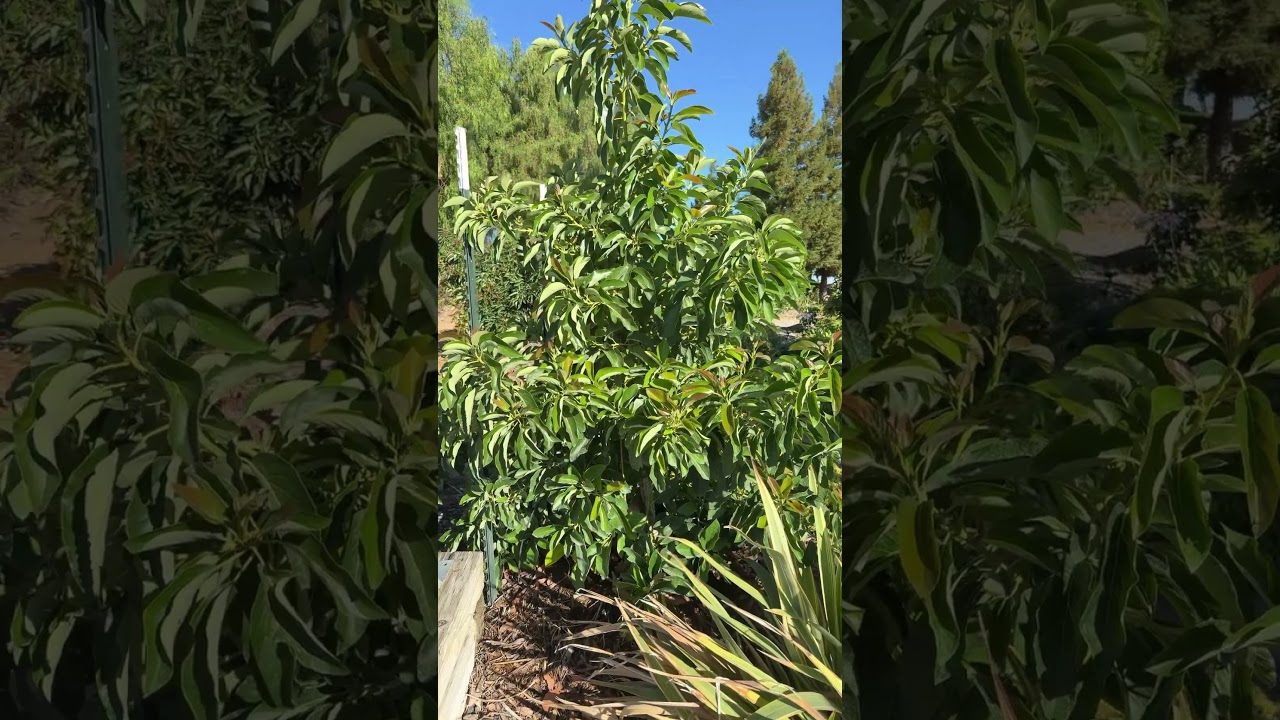 September 15, 2025 IS QUEEN AVOCADO TREE HOLDING FRUITS IN PASO ROBLES CA ZONE 9A ???