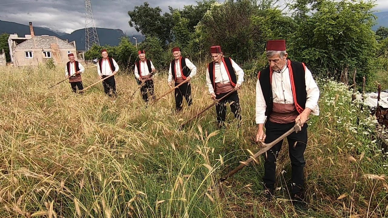 Stari običaji i tradicija Bjelopoljske kotline - Kosidba Podgorani
