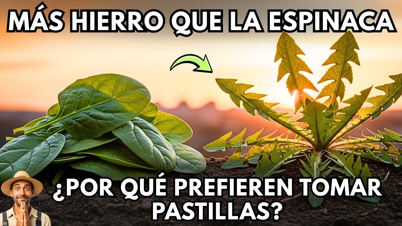 Más Hierro Que La Espinaca En Una Hoja. ¿Por Qué Una Planta Tan Poderosa Se Trata Como Maleza?