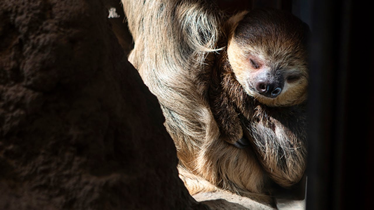 Arnie the sloth: A new critter at the Kansas City Zoo
