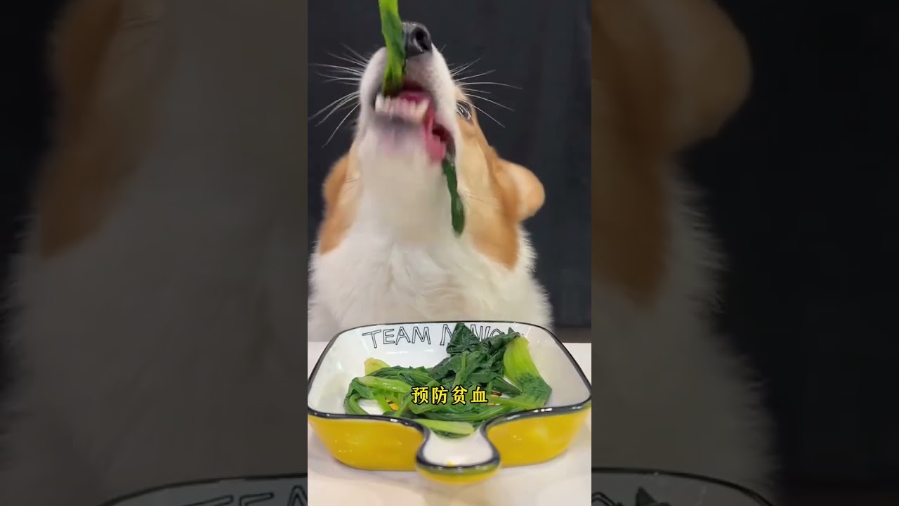 The Truth About Overfeeding Dogs: Why It's Deadly