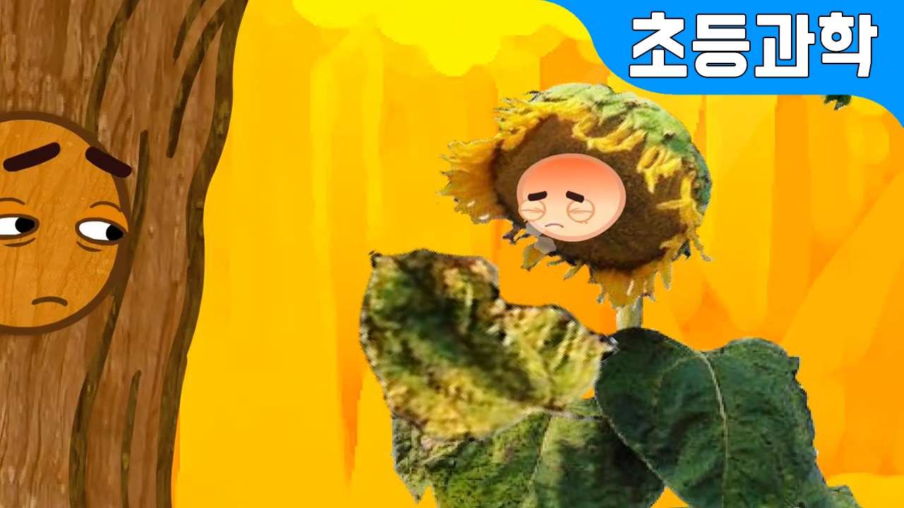 나무가 되고팠던 해바라기의 슬픈 한해살이 | 식물의 한살이 비교 | 어린이 자연관찰 | 지니키즈★초등과학