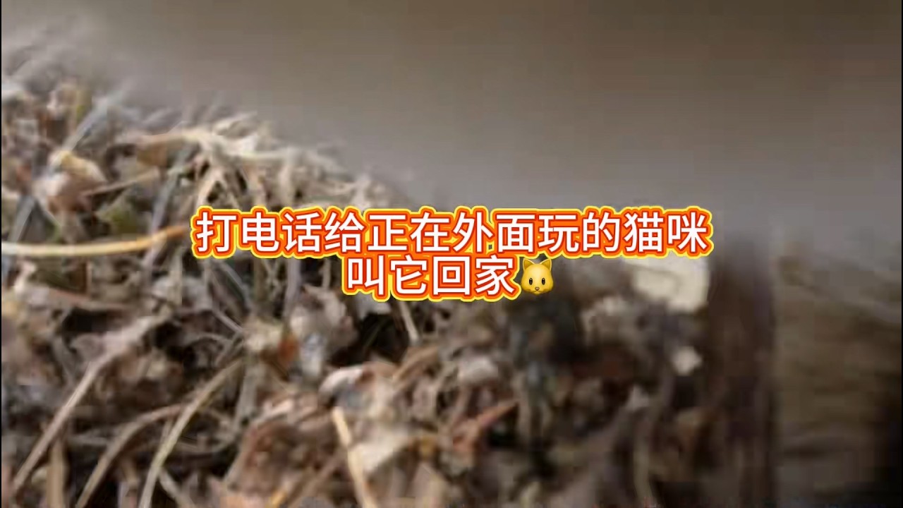 打电话给我家正在外面玩耍的猫咪叫它回家，结果回家后在院子里和其他小猫咪吵起来了【小黄不太黄】
