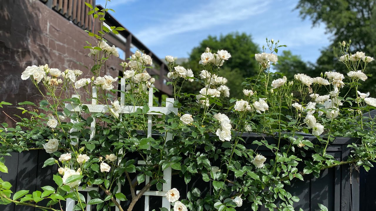 ICEBERG CLIMBING ROSE UPDATE AFTER WINTER HARD PRUNE!! SUCCESS!!