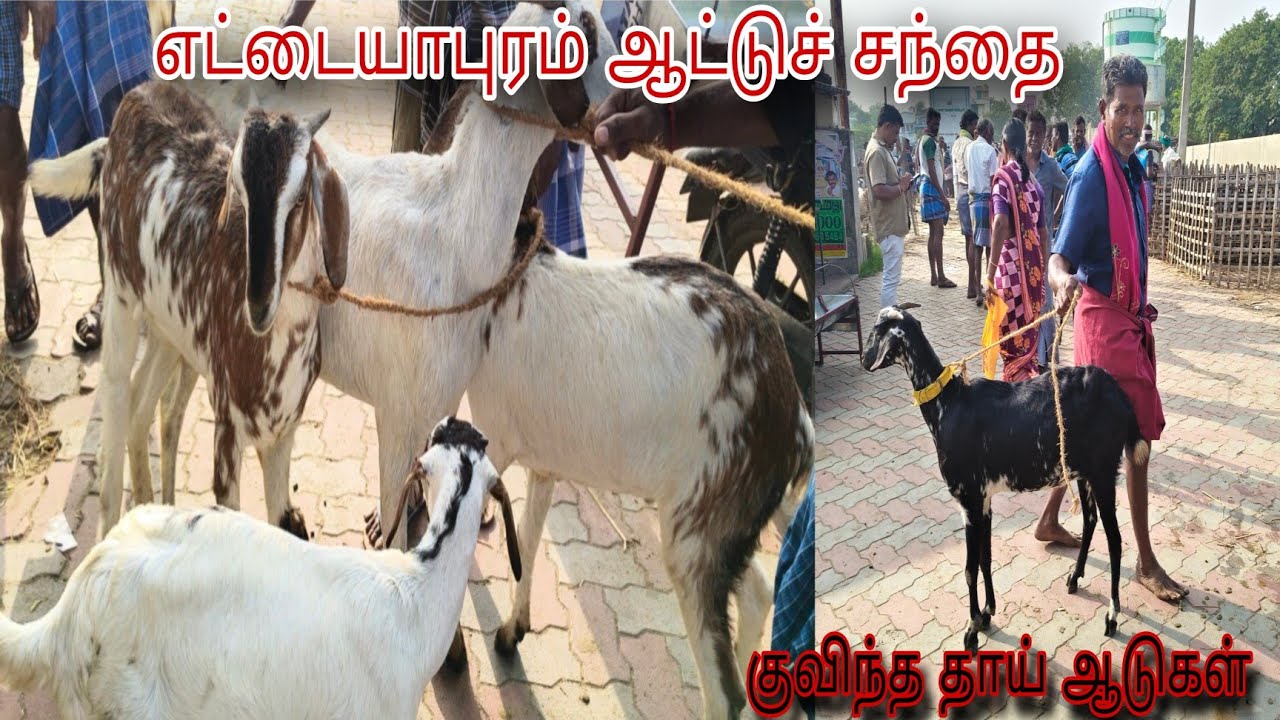 எட்டையாபுரம் ஆட்டுச்சந்தை (குவிந்த தாய் ஆடுகள்) 