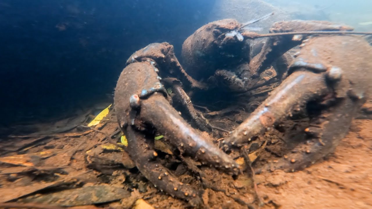 Giant Freshwater Crayfish