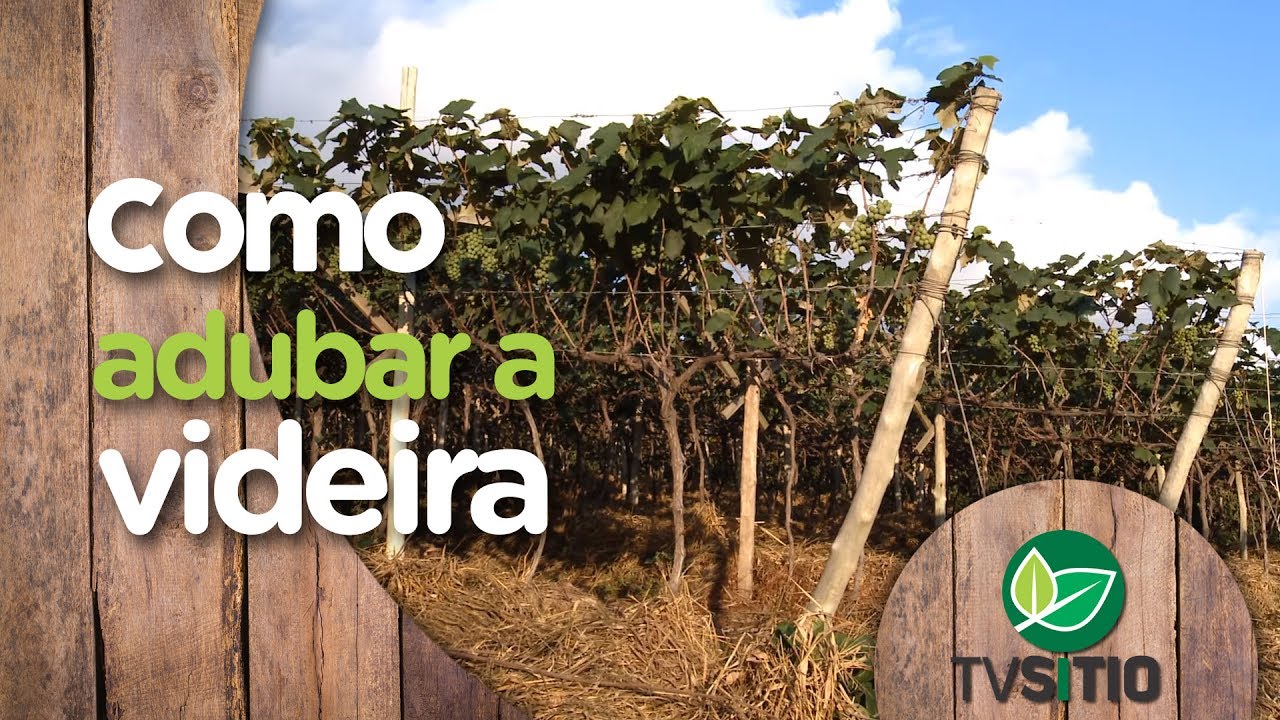 DÚVIDA: COMO ADUBAR A VIDEIRA?
