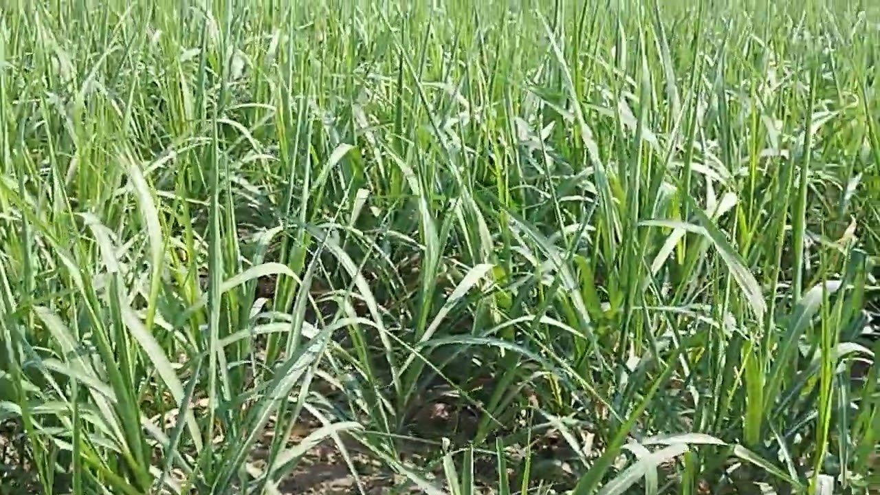 Sugarcane Farm At Kyauktaga Township Bago Region Myanmar (Burma) On Date:04-January-2025