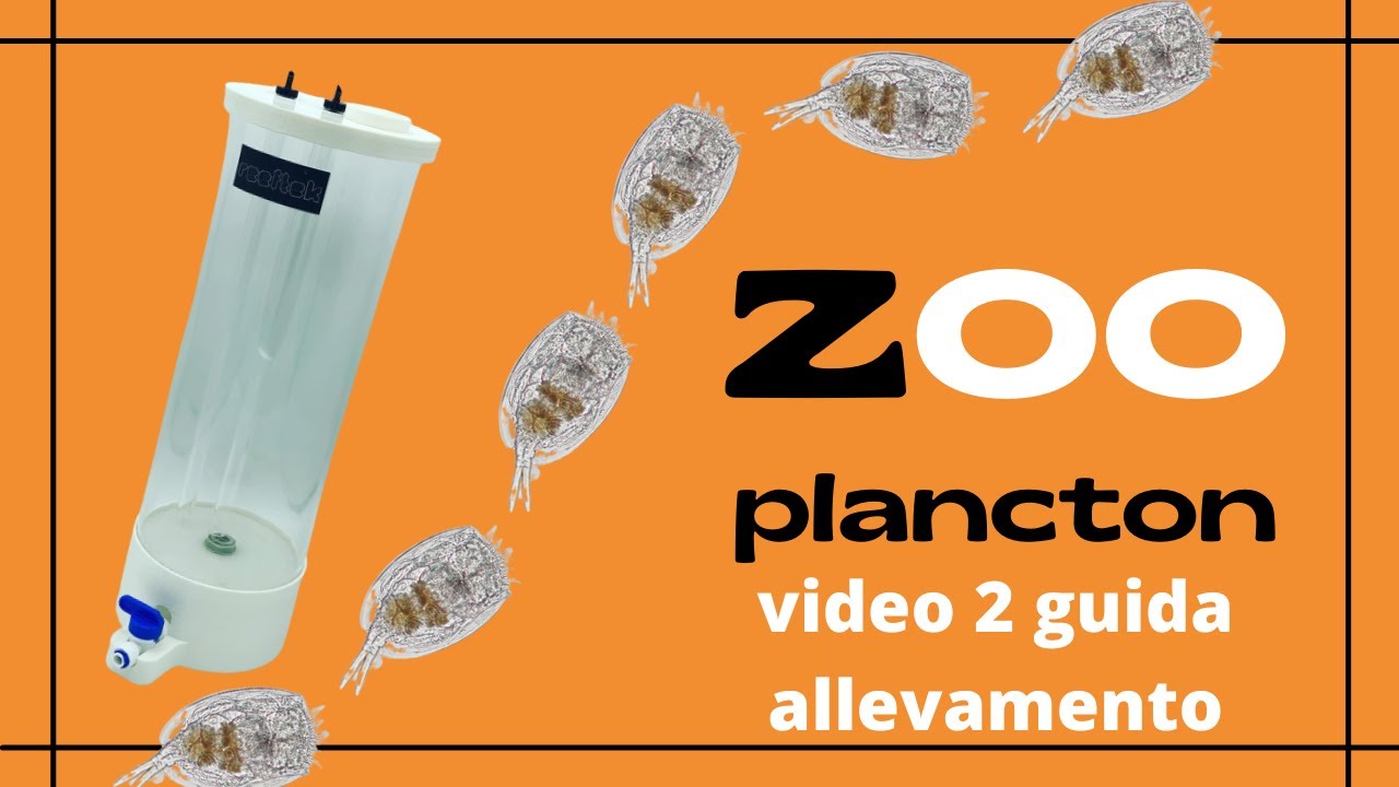 ZOOplancton-guida allevamento