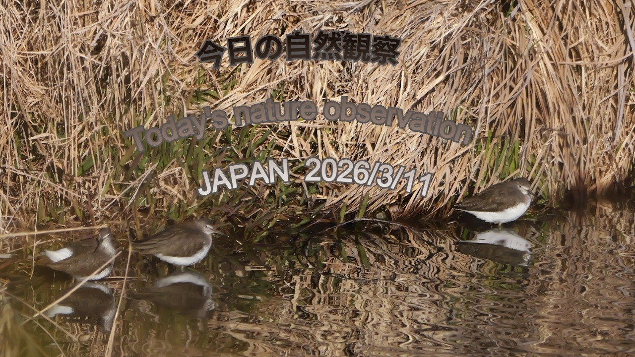 今日の自然観察　Today's nature observation　JAPAN  2026/3/11