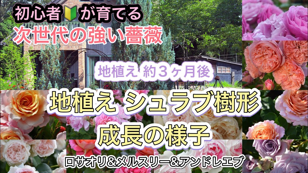 【次世代の強い薔薇】シュラブ樹形成長の紹介です♪ロサオリエンティス プログレッシオ|ローズドゥメルスリー|アンドレエブ|シルクロード&hellip;丈夫なバラ10品種