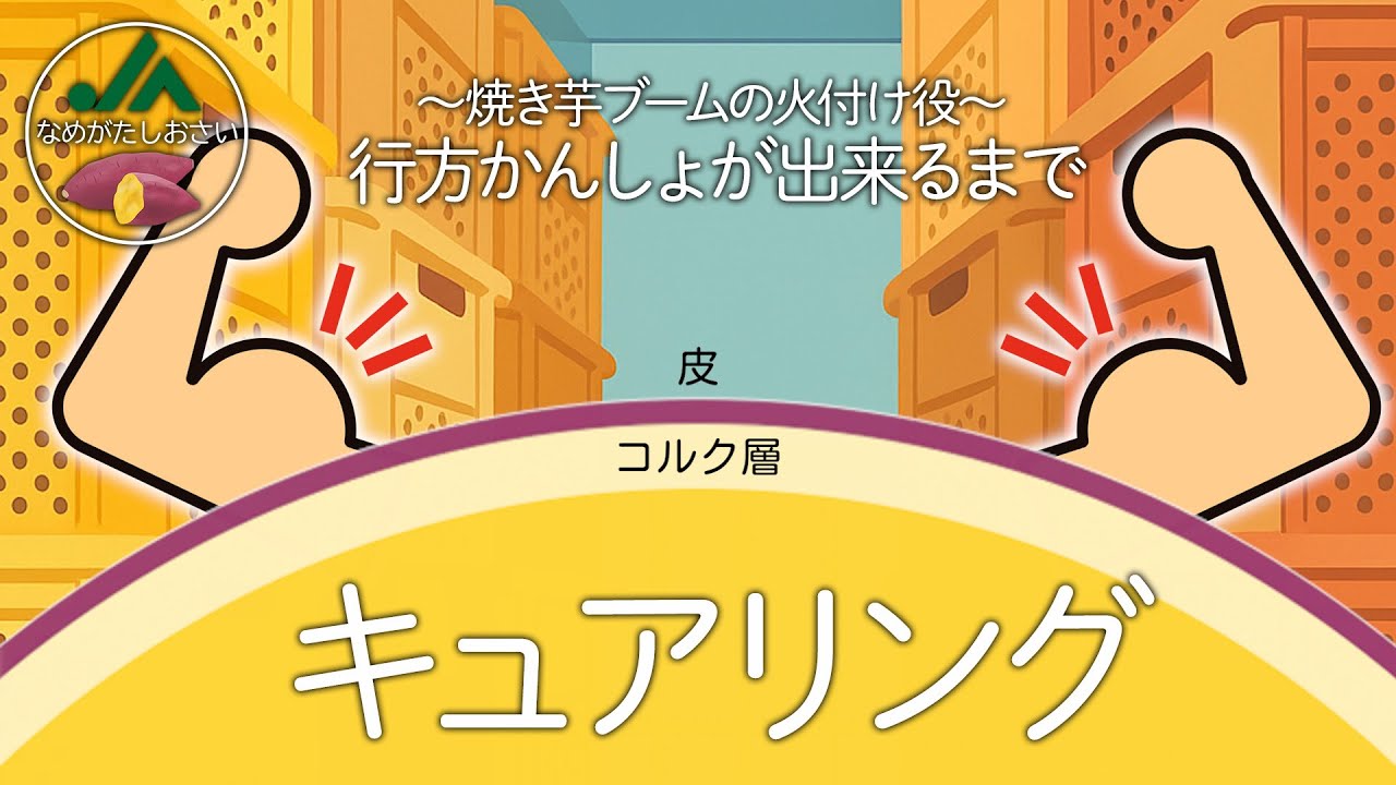 キュアリング～焼き芋ブームの火付け役 JAなめがたしおさいの行方かんしょができるまで～