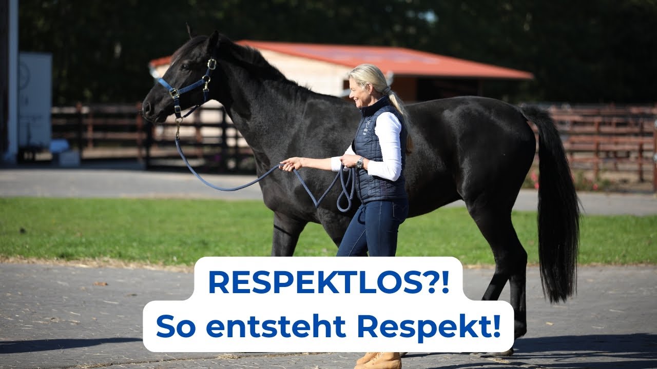 Respektloses Pferd? Die wahre Ursache und wie Respekt wirklich entsteht.