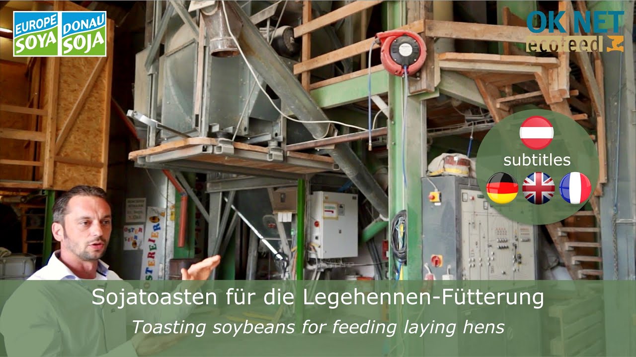 Sojatoasten für die Legehennen-Fütterung