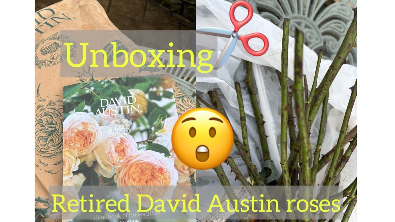 Unboxing retired David Austin roses | Restocked at DA website | 2026 Handbook | Discount code ❤️