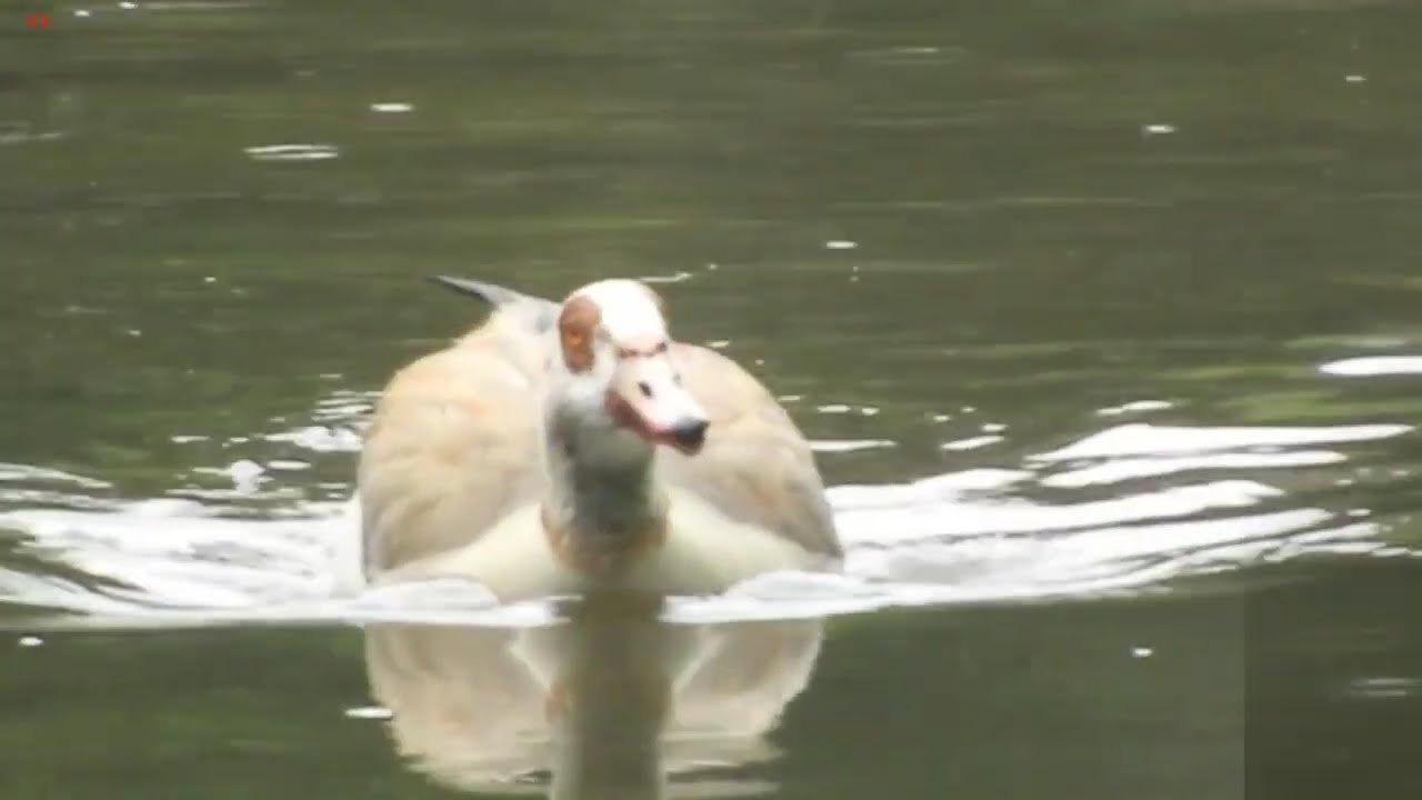 Nilgans aus der Entenfamilie