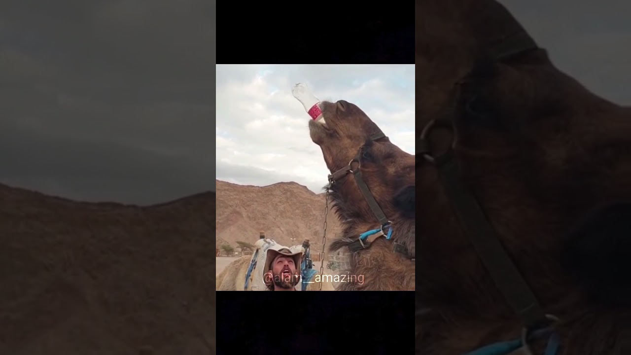 Like a Boss Compilation! Amazing people 2021#likeaboss #respect#puvideo