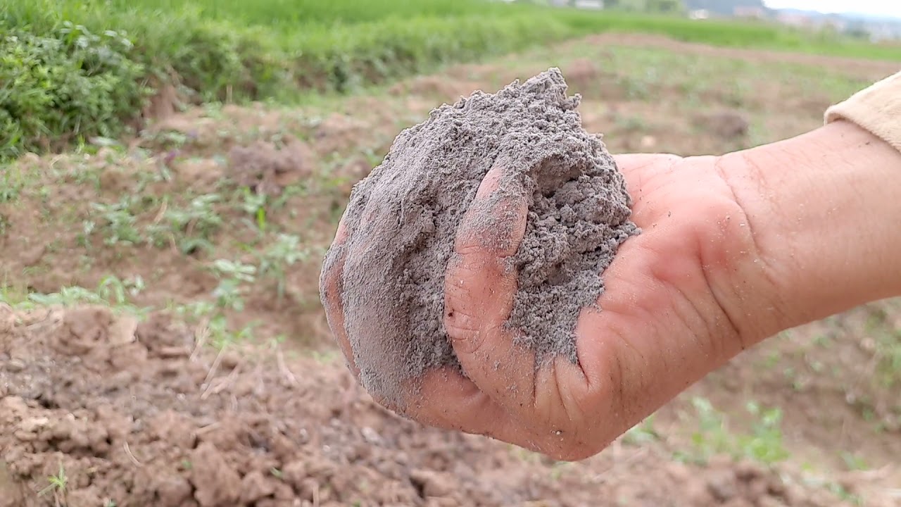 Cách trồng khoai lang mật nghệ Lộc Bình chuyên nghiệp