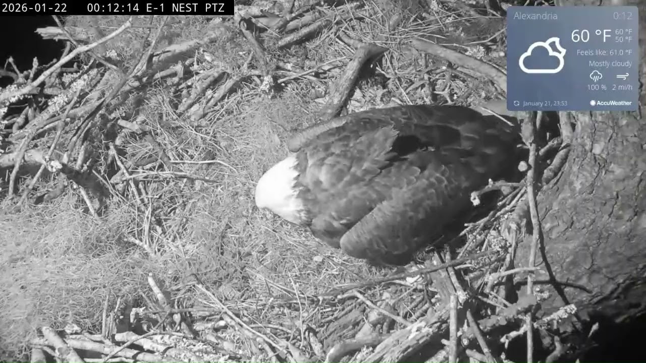 KNF E-1 - 2026.01.21 - E1-O5 has hatched!!! Welcome to the world!
