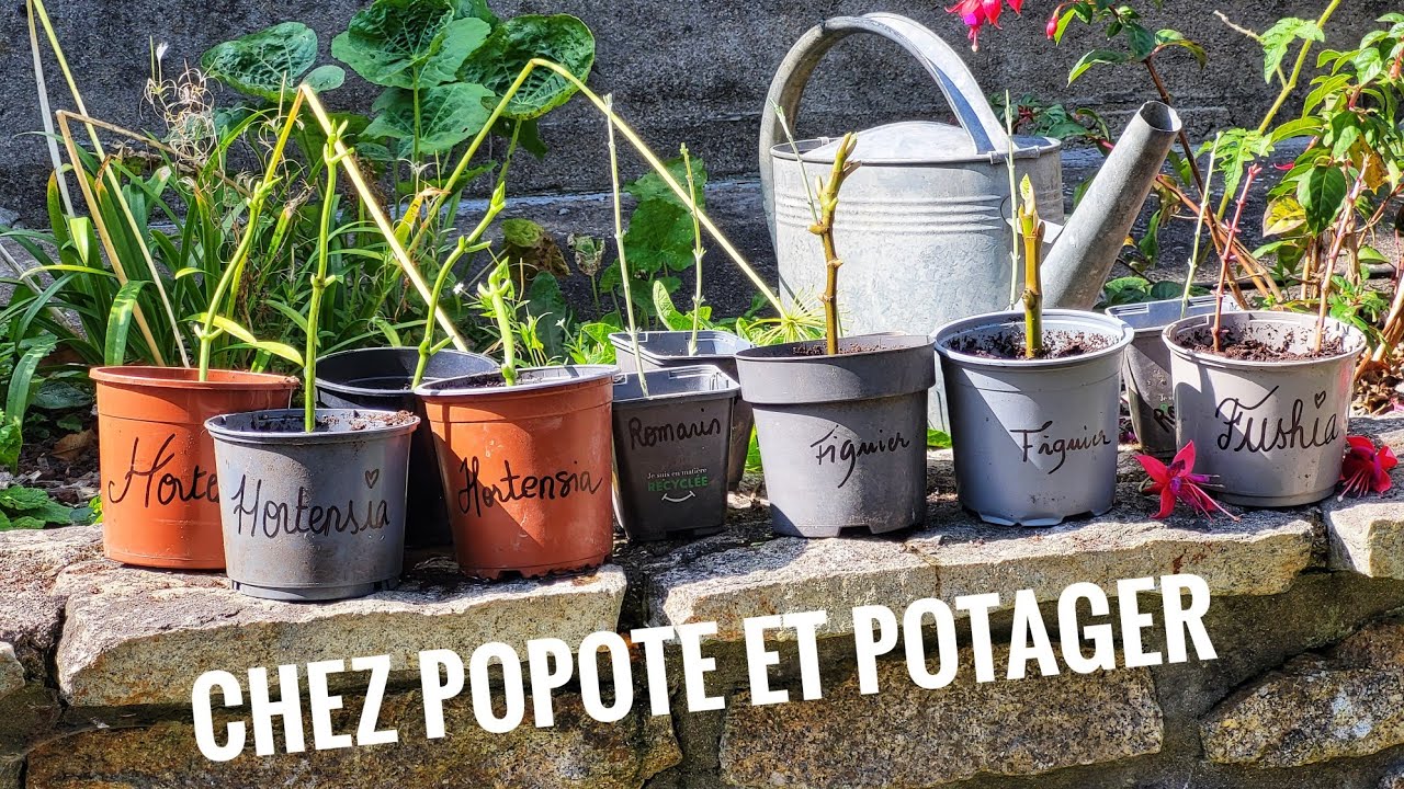 SEPTEMBRE, LE BON MOIS POUR FAIRE SES BOUTURES