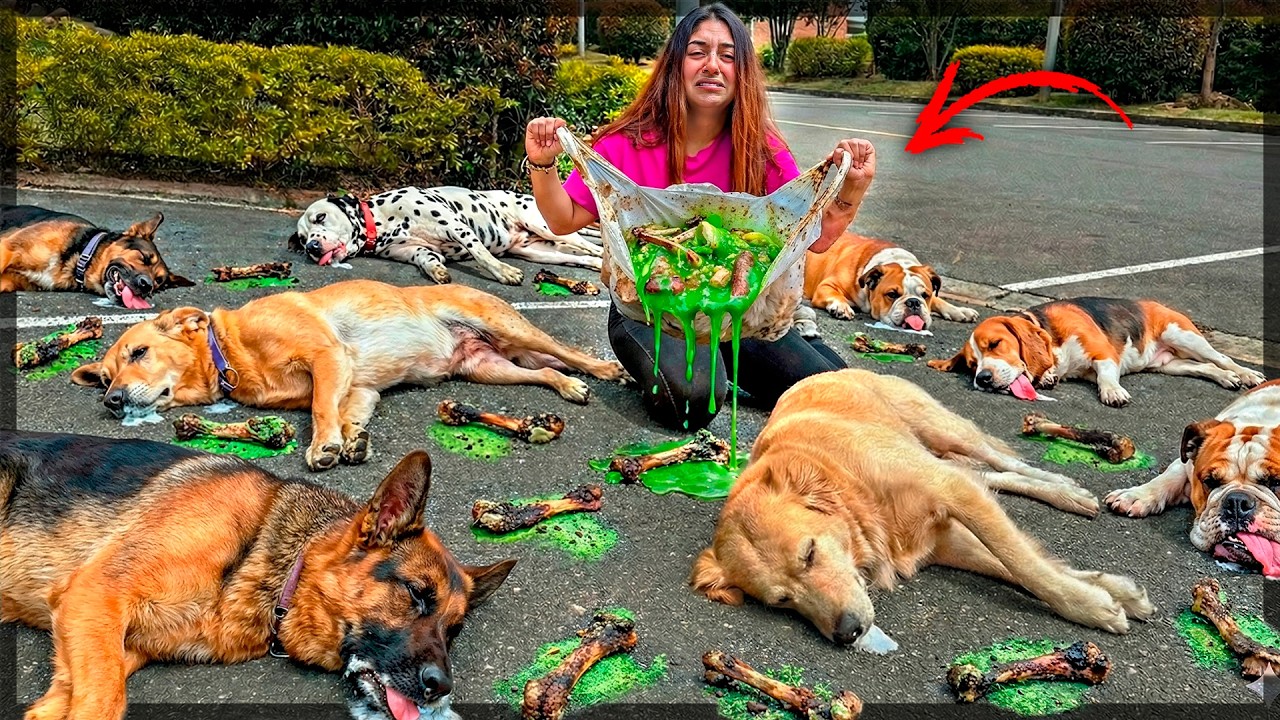 TODAS LAS MASCOTAS de MI CIUDAD FUERON ENVENENADAS