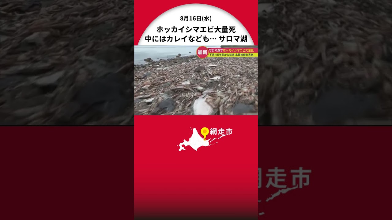サロマ湖沿岸でホッカイシマエビ大量死 中にはカレイなどの魚も&hellip; 不漁続き5年前から禁漁 漁協などが水質調査