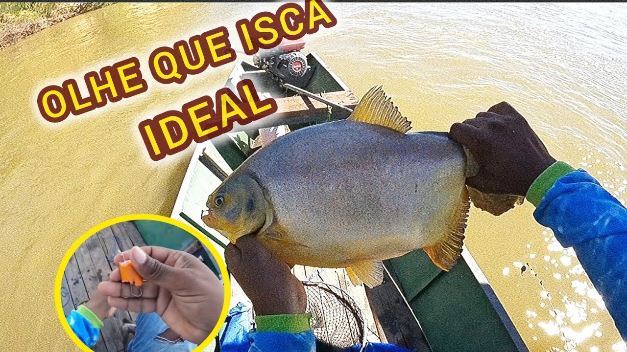 ISCA QUE PEGA DE TUDO. - PESCARIA NO RIO SÃO FRANCISCO-