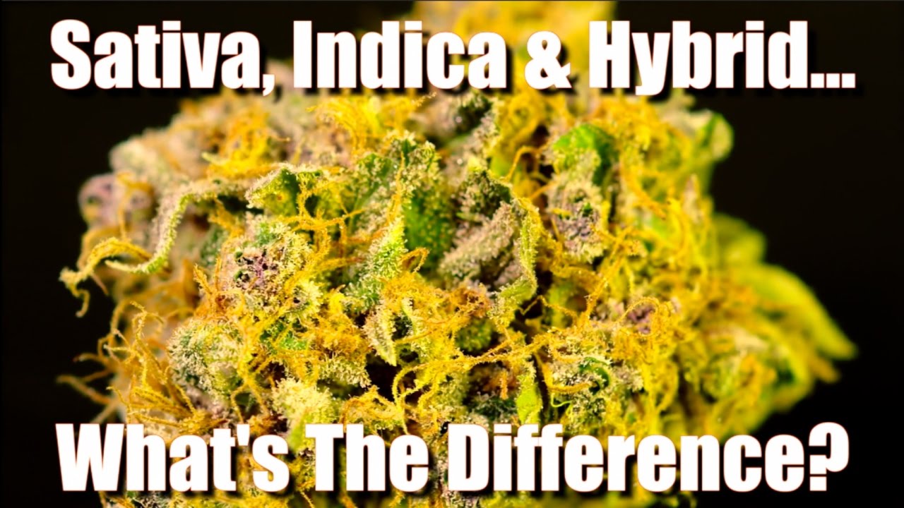 SATIVA, INDICA & HYBRIDS EXPLAINED