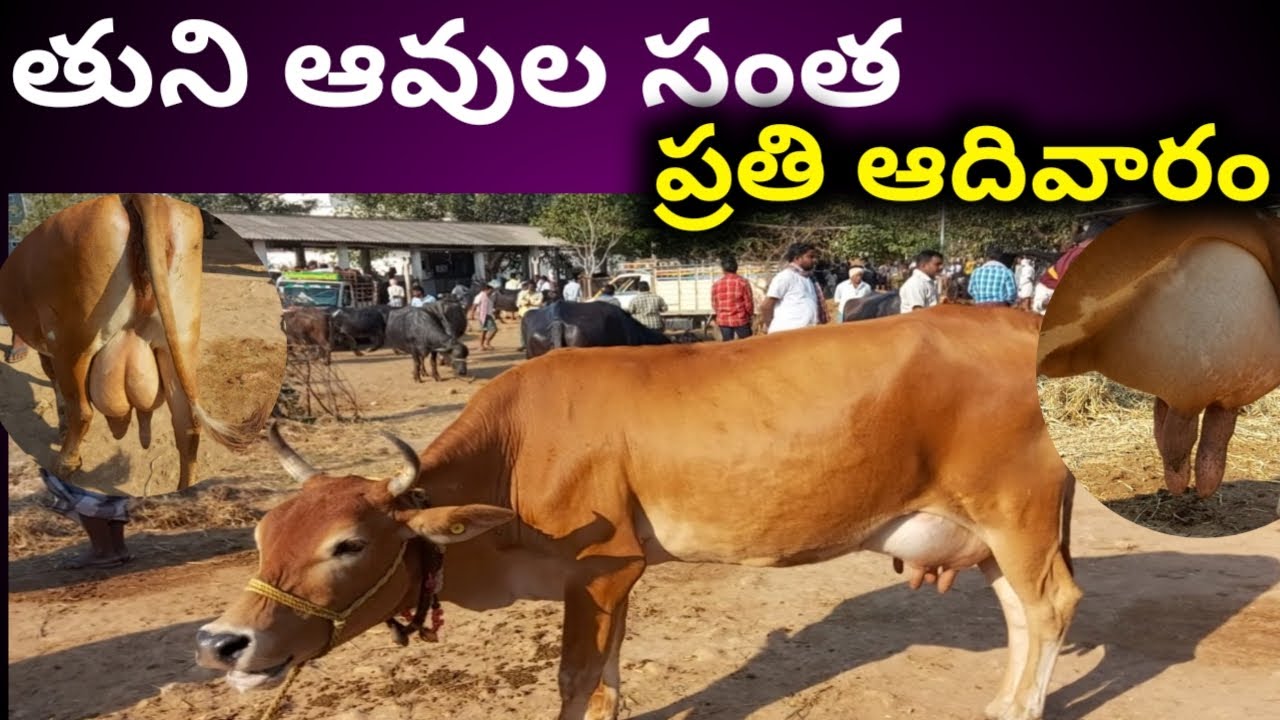Tuni cows sunday market 9848726634 7396146634