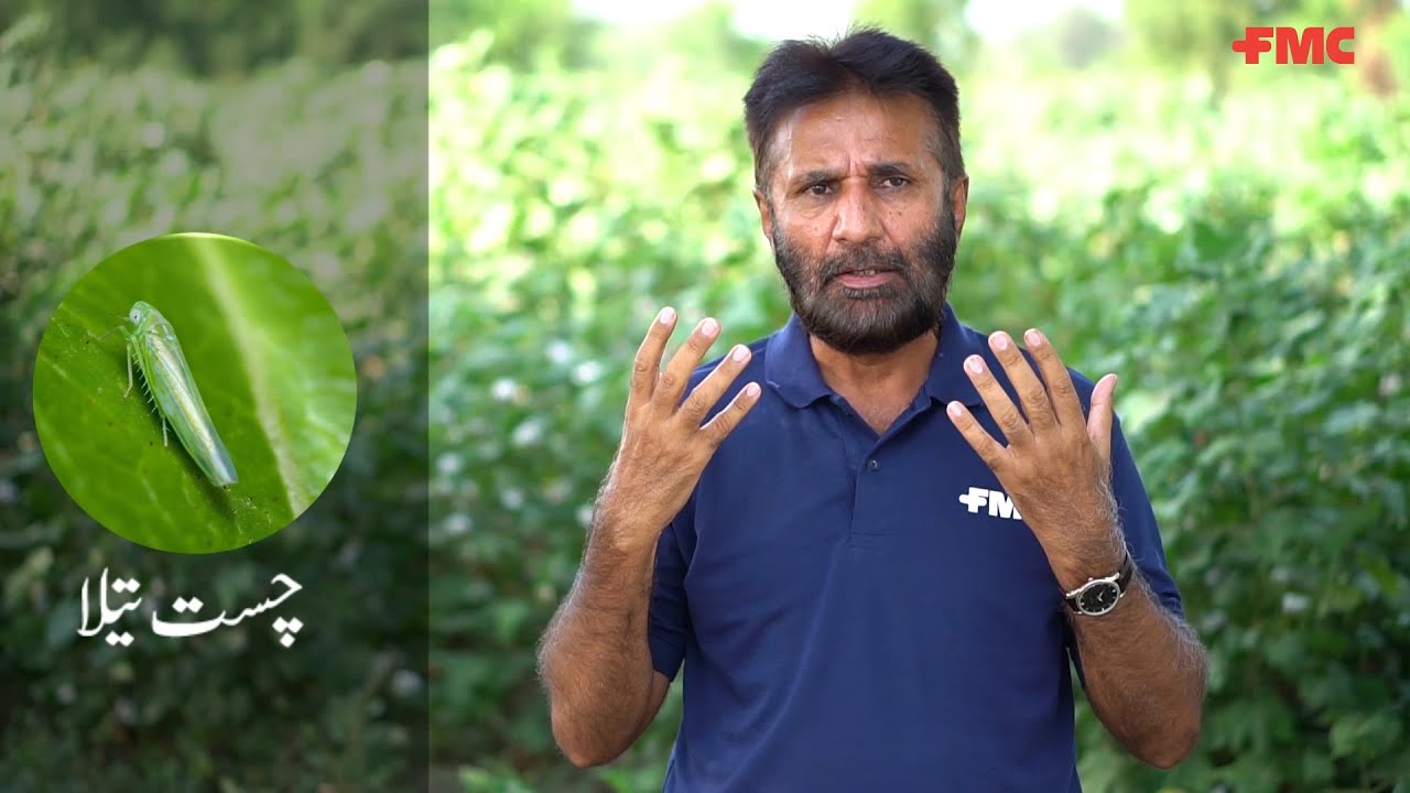 FMC John Bean Crop Expert (Cotton Jassid) By Akram Khan