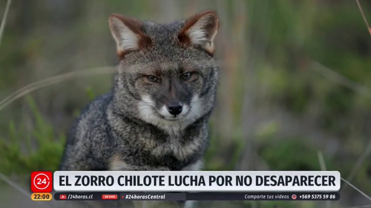 Nota 24 Horas Central Proyecto Zorro de Darwin (17-01-2021)