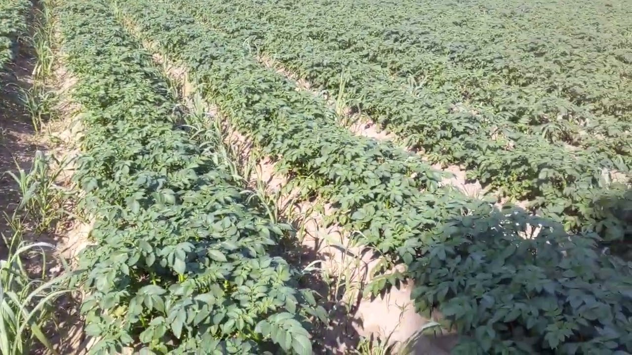 intercrop potato and sugarcane