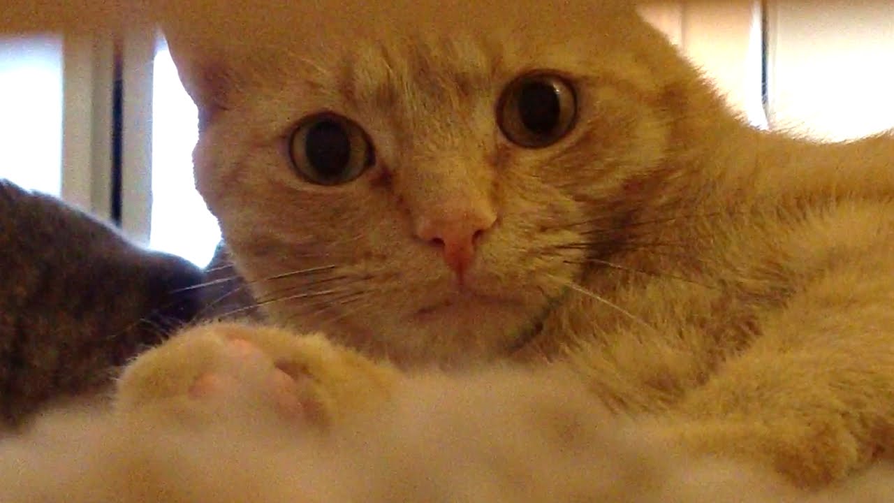 Curious Kitty