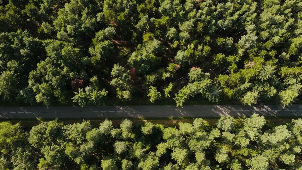 Drone Aerial View of Forest Road in Autumn | (No Copyright)