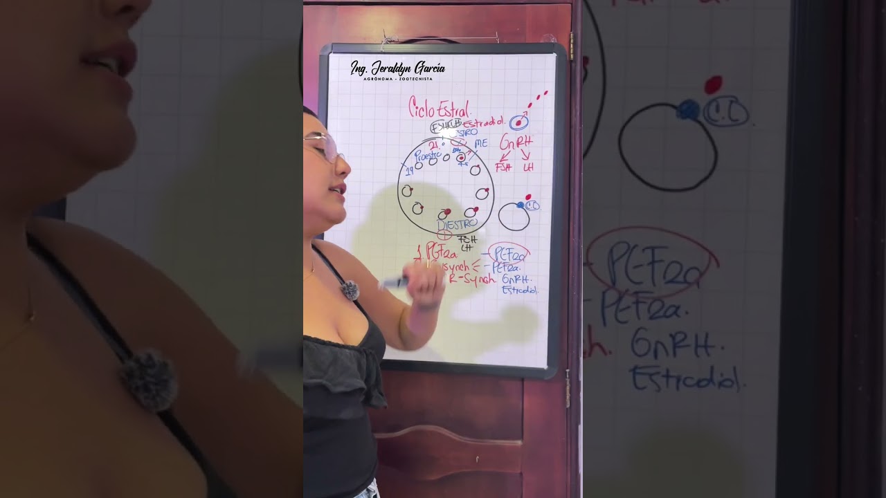 Protocolos de sincronización en el ciclo estral 🐮 Inseminación artificial a termino fijo 🐮