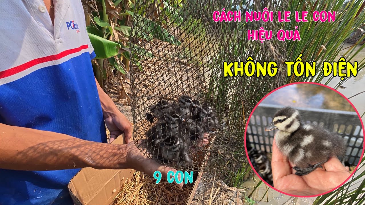 Phát Hiện Bầy Le Le Đang Dẫn Con Và Kỷ Thuật Nuôi Le Le Hiệu Quả Không Cần Bóng Điện