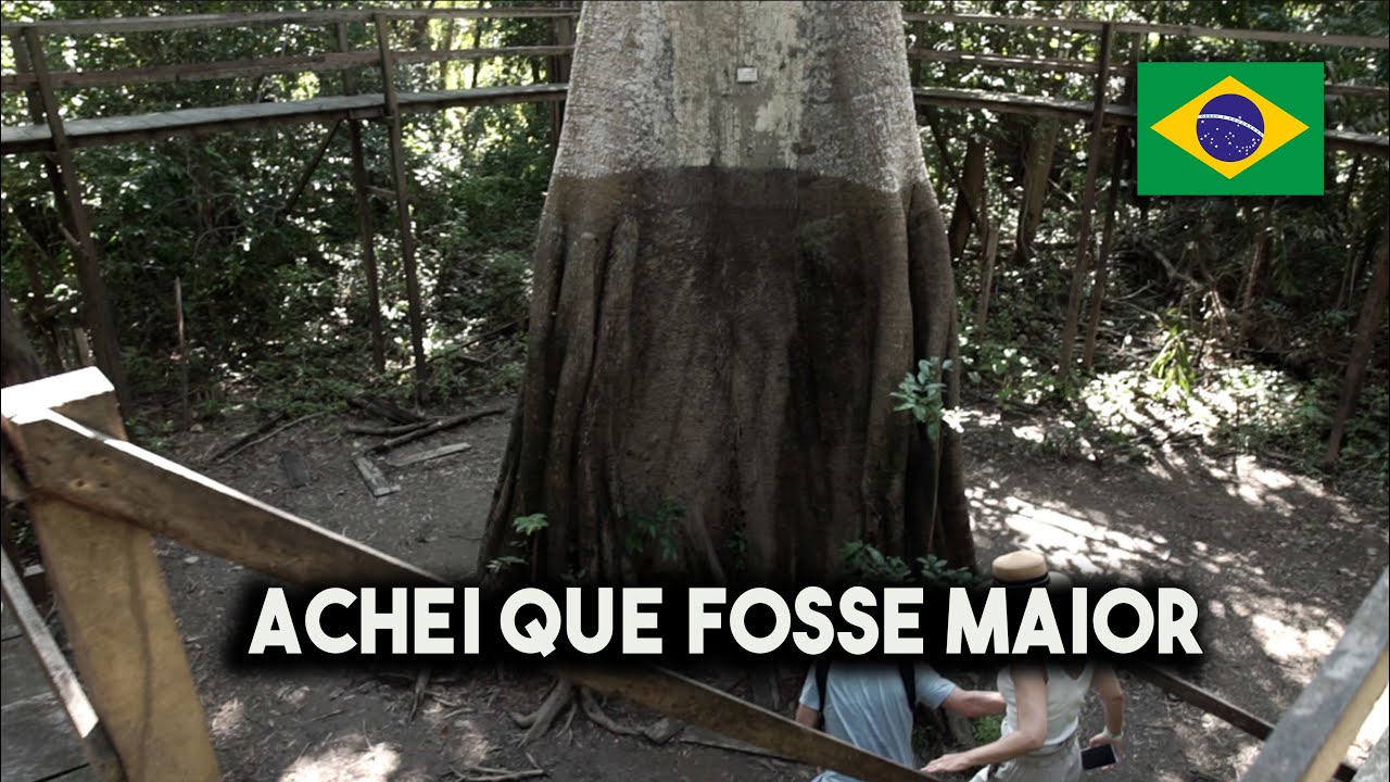 ESSA É A MAIOR ÁRVORE DA AMAZÔNIA 🇧🇷