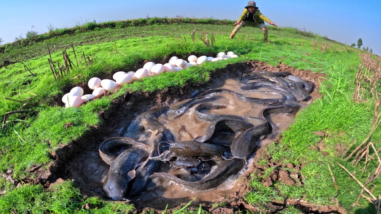 WOW WOW, Fishing catch a lot of fish in water and pick duck eggs under the garss 