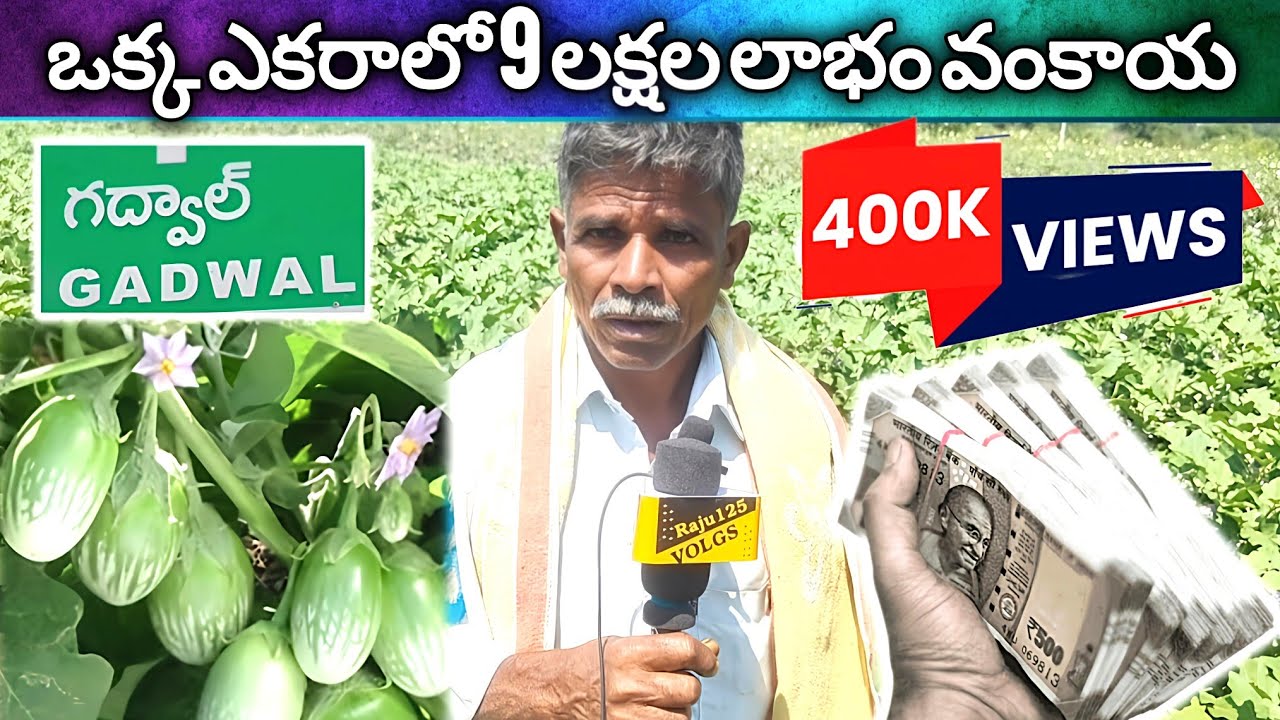 గద్వాల్ మార్కెట్ ఒక్క సంవత్సరానికి తొమ్మిది లక్షలు లాభం వంకాయ venkaya #tranding 