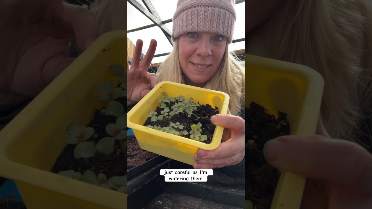 Sowing Snapdragon Seeds & Pricking Out the Seedlings #seedstarting #snapdragons #cutflowers