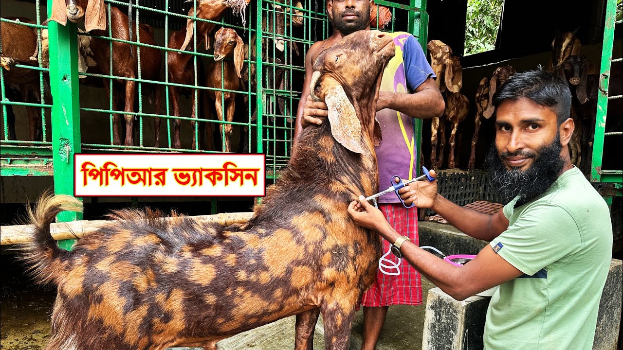 ছাগল ভেড়ার পিপিআর ভ্যাকসিন দেয়া হাতে কলমে শিখে নিন || 01988883104